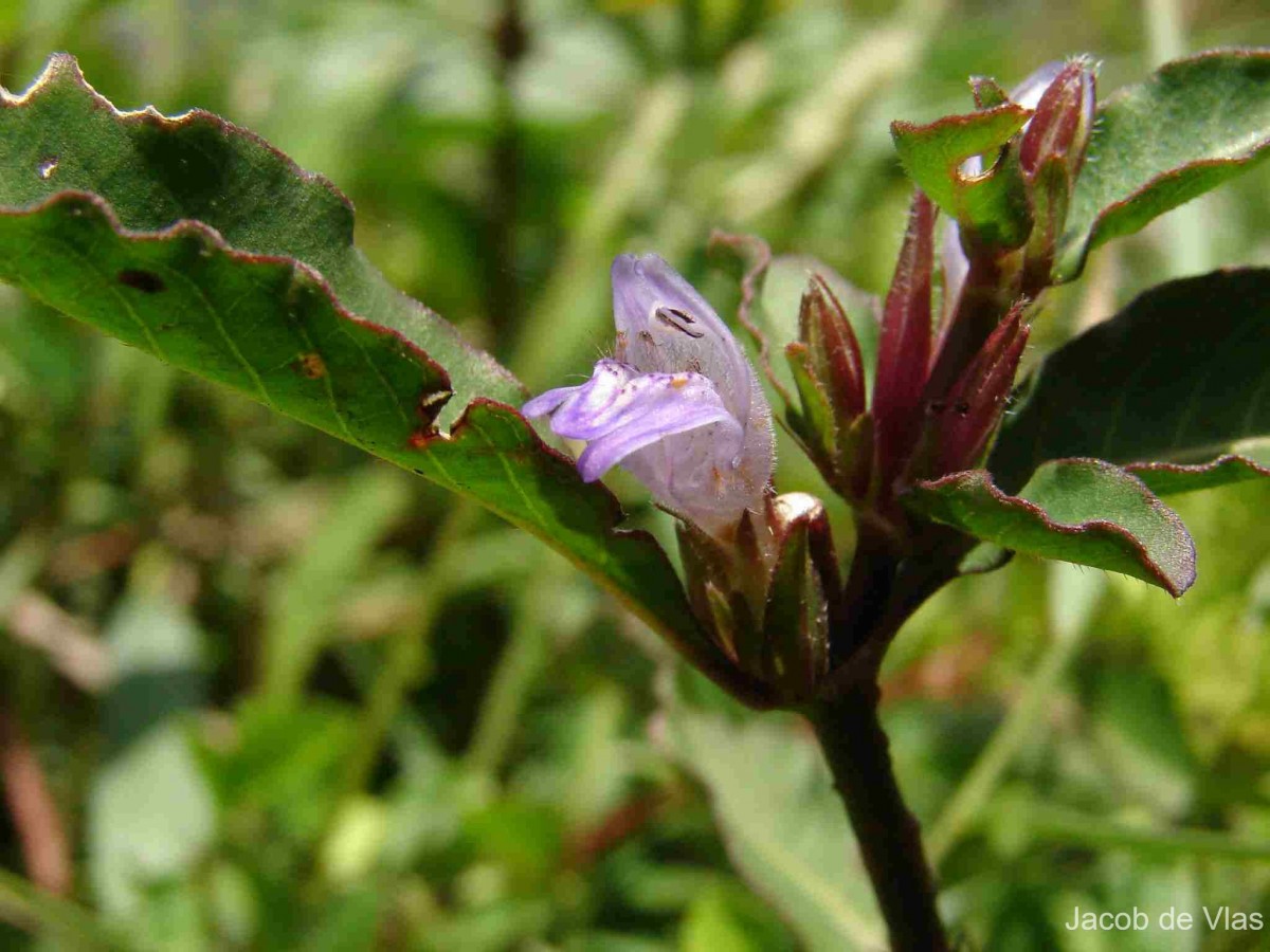 Hygrophila ringens (L.) R.Br. ex Spreng.